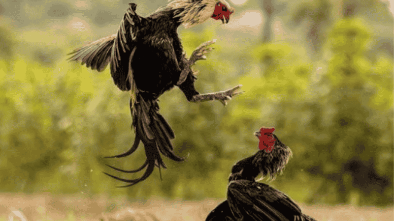 Cao Thủ Kubet Mách Bạn Lối Đá Của Gà Chọi Thắng Liên Tiếp