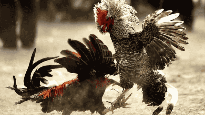 Cao Thủ Kubet Mách Bạn Lối Đá Của Gà Chọi Thắng Liên Tiếp