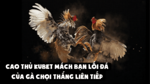 Cao Thủ Kubet Mách Bạn Lối Đá Của Gà Chọi Thắng Liên Tiếp