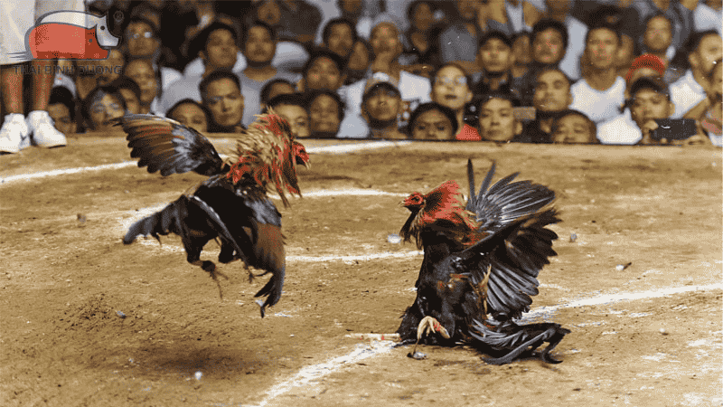 Cao Thủ Kubet Mách Bạn Lối Đá Của Gà Chọi Thắng Liên Tiếp