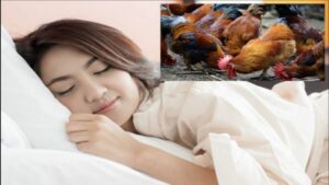 Giải mã chi tiết giấc mơ thấy gà rừng theo từng bối cảnh