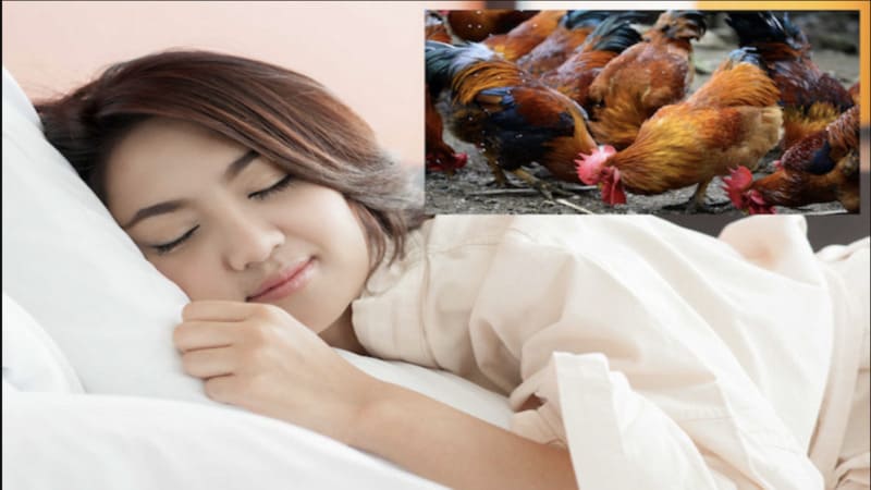 Giải mã chi tiết giấc mơ thấy gà rừng theo từng bối cảnh