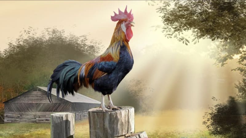 Mơ thấy gà rừng và những con số may mắn liên quan