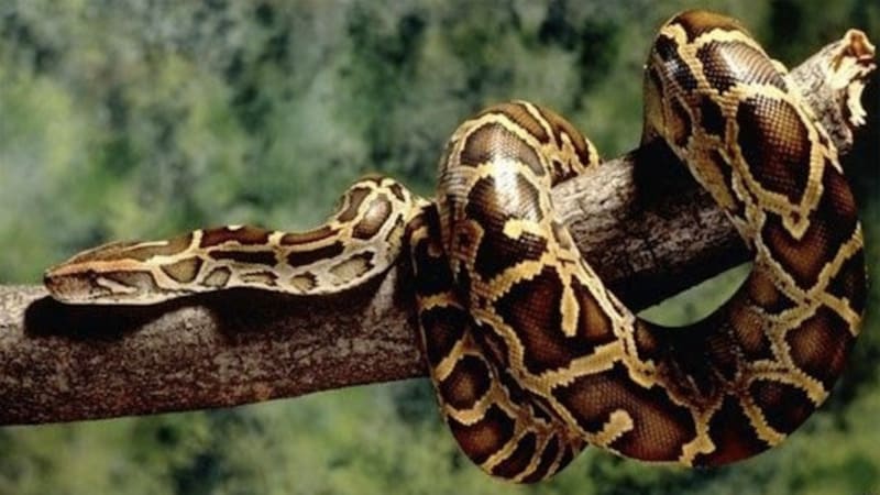 Những giấc mơ thấy trăn mang điềm báo tốt lành (Cát)