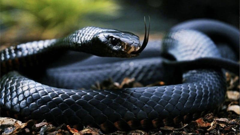 Những giấc mơ thấy trăn cảnh báo điềm hung (Dữ)