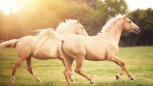 Giải mã chi tiết các trường hợp mơ thấy ngựa