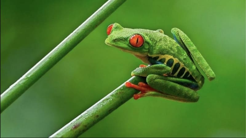 Chi tiết các trường hợp mơ thấy ếch thường gặp nhất