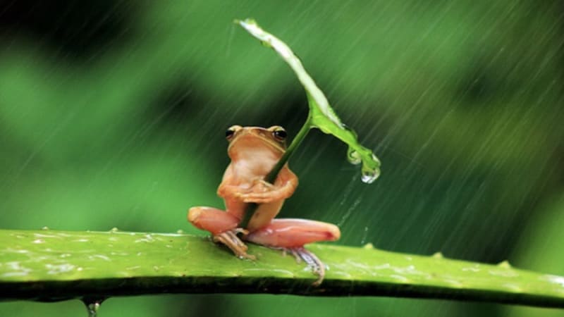 Phân tích vận hạn qua những giấc mơ về ếch đáng lo ngại