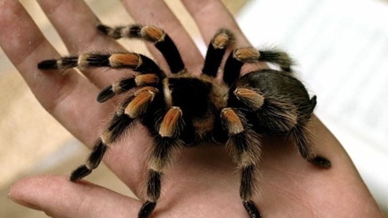 Phân tích chi tiết các trường hợp mơ thấy nhện thường gặp