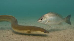 Phân tích chuyên sâu các trường hợp mơ thấy lươn phổ biến