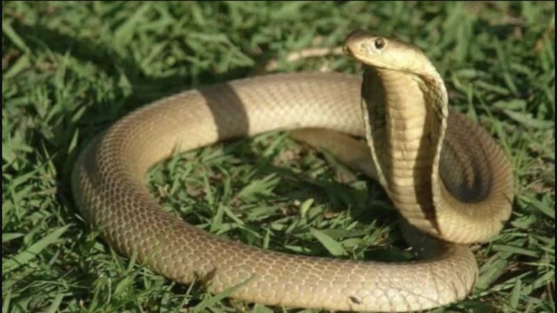 Các trường hợp mơ thấy rắn hổ mang thường gặp